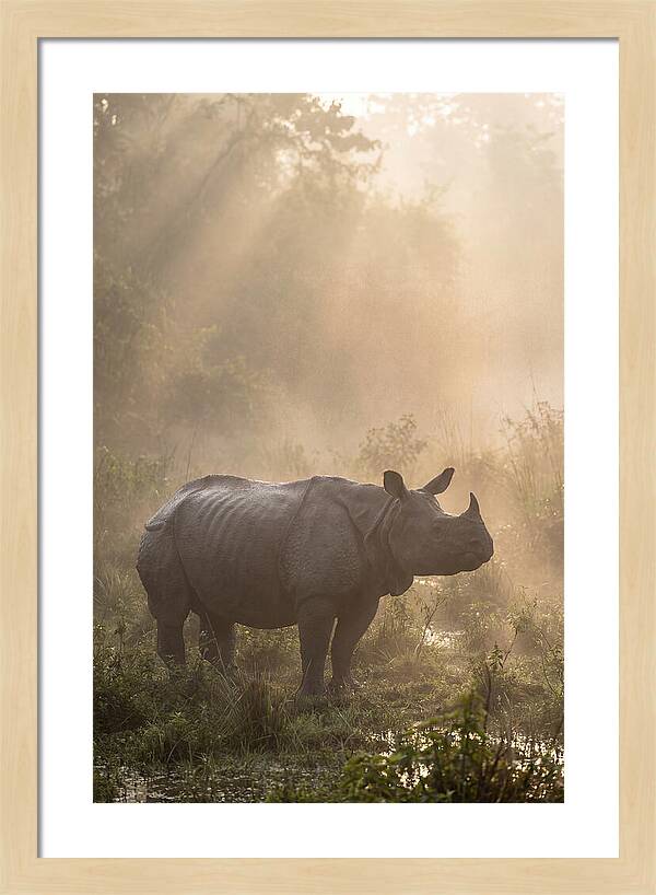 Misty Morning Encounter