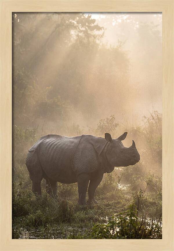 Misty Morning Encounter