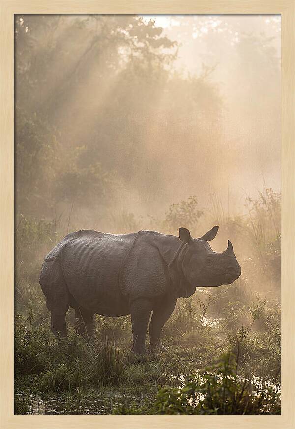 Misty Morning Encounter