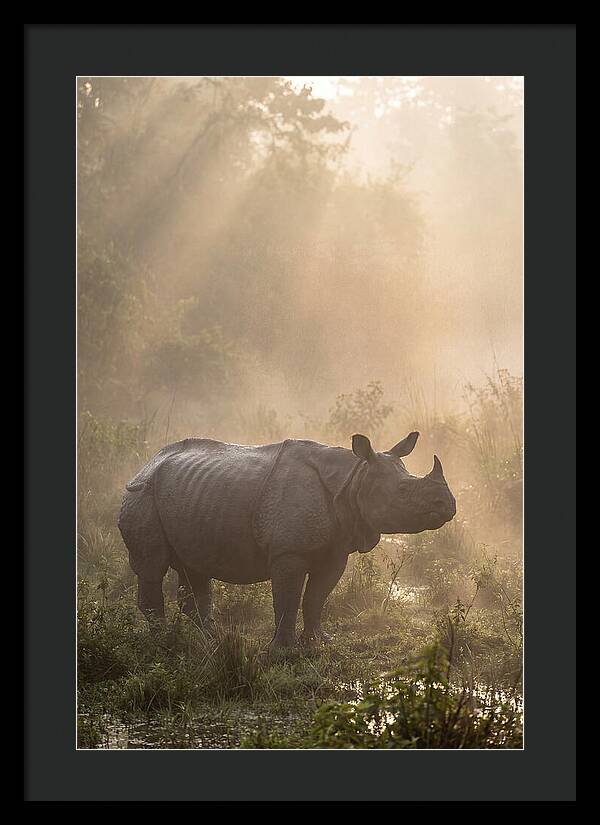 Misty Morning Encounter