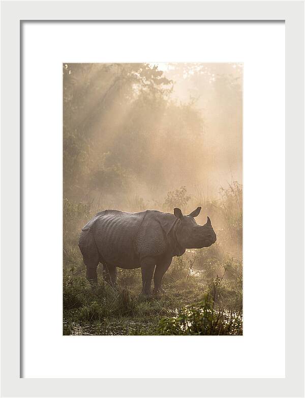 Misty Morning Encounter