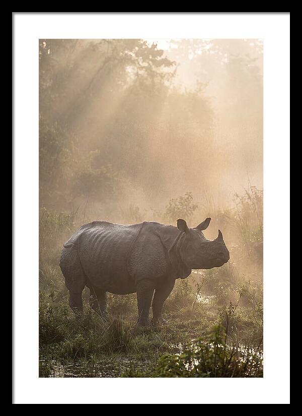 Misty Morning Encounter