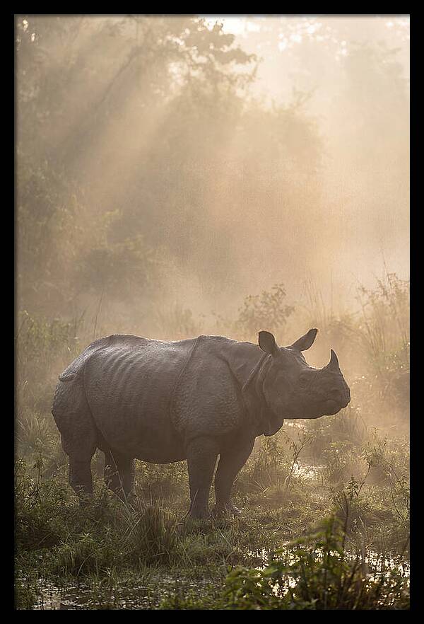 Misty Morning Encounter