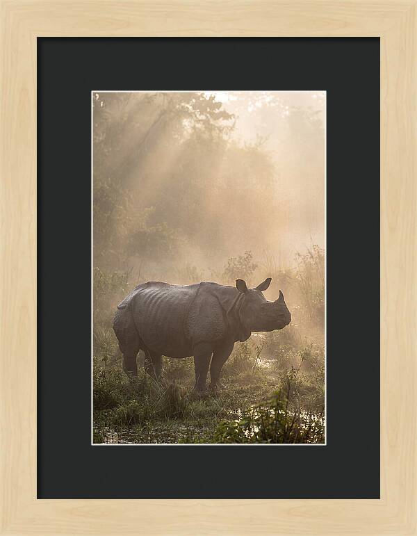 Misty Morning Encounter