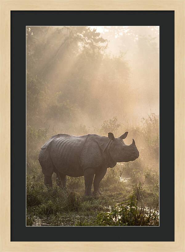 Misty Morning Encounter