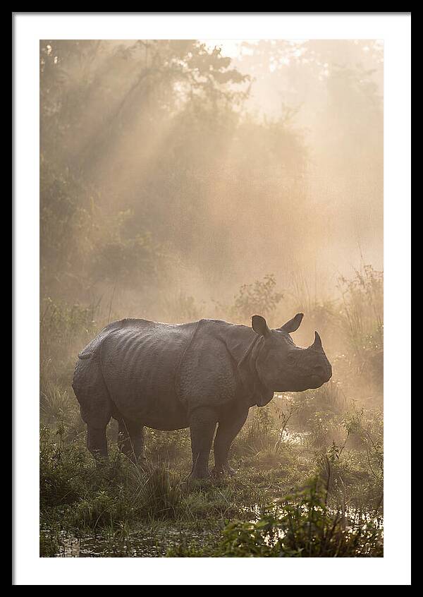 Misty Morning Encounter