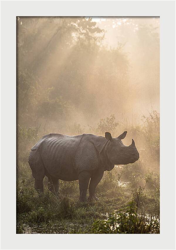 Misty Morning Encounter