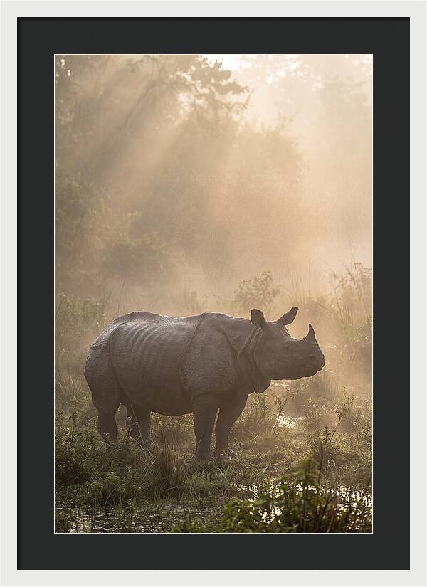 Misty Morning Encounter