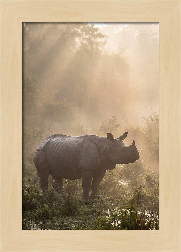 Misty Morning Encounter