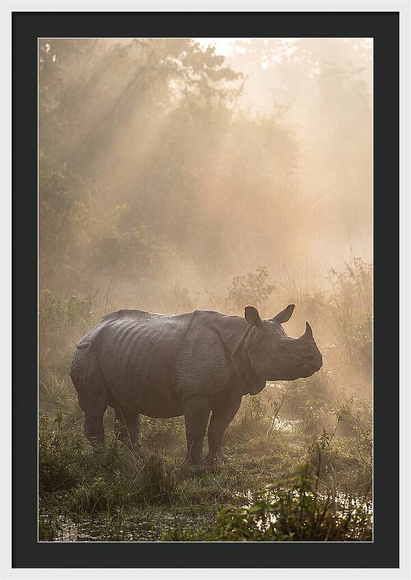 Misty Morning Encounter