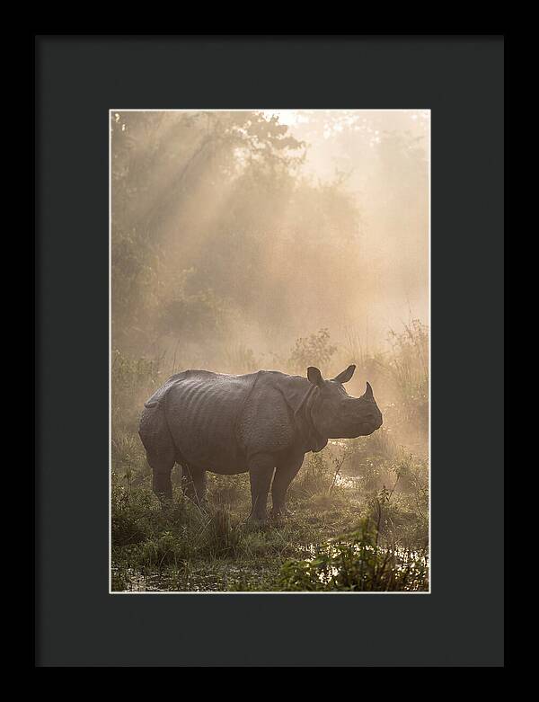Misty Morning Encounter