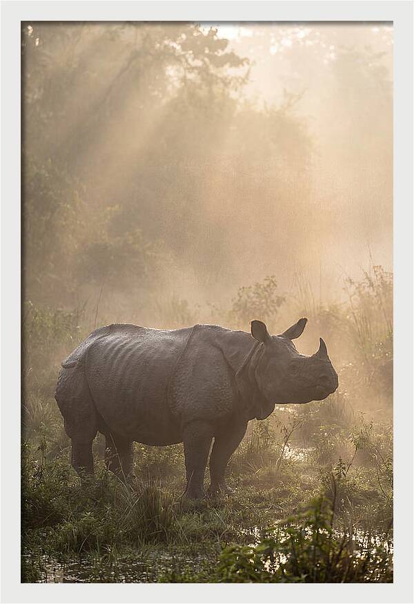 Misty Morning Encounter