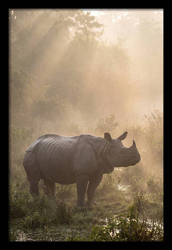 Misty Morning Encounter