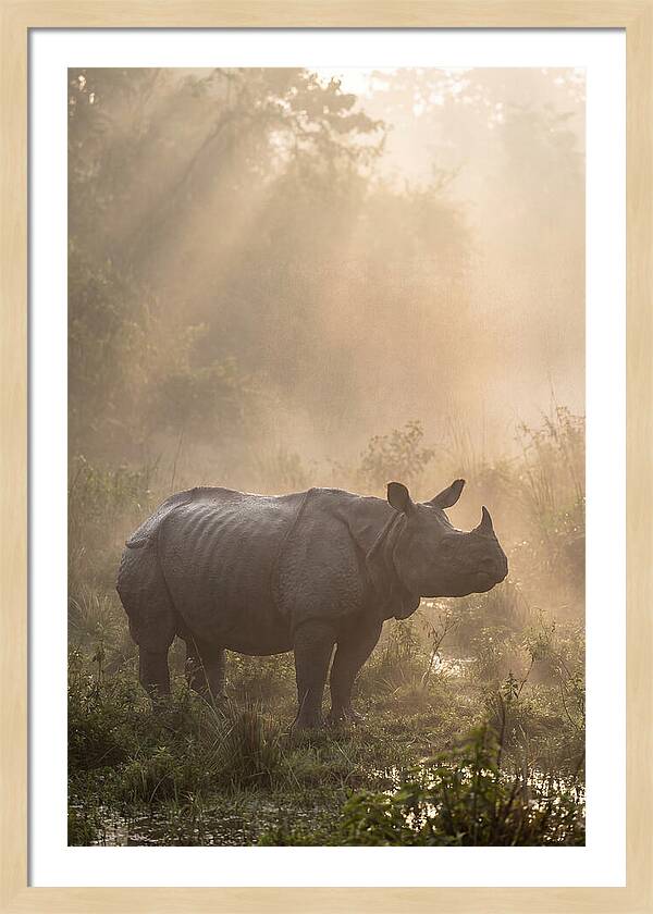 Misty Morning Encounter
