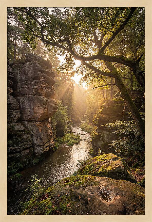 Misty Morning In The Valley
