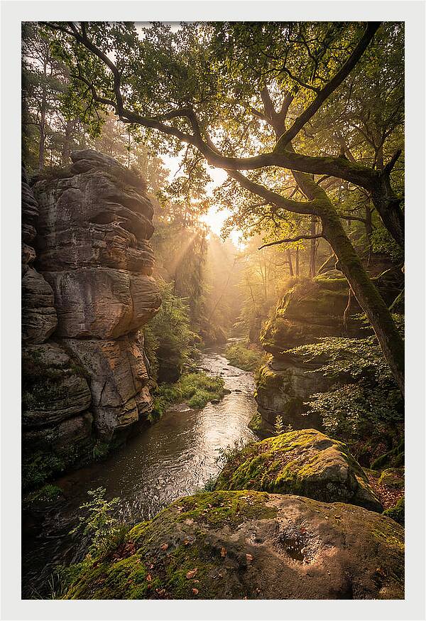 Misty Morning In The Valley