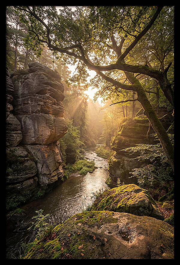 Misty Morning In The Valley