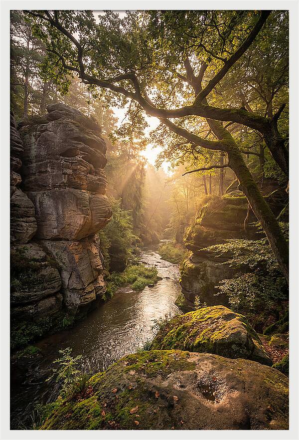 Misty Morning In The Valley