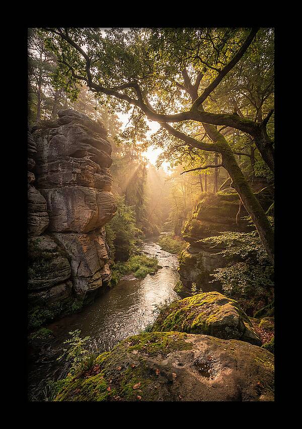 Misty Morning In The Valley