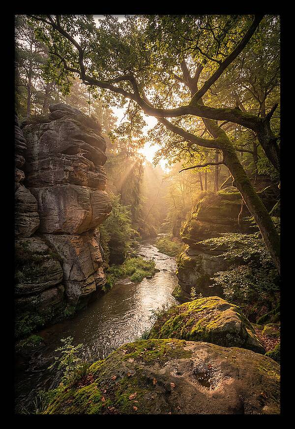 Misty Morning In The Valley