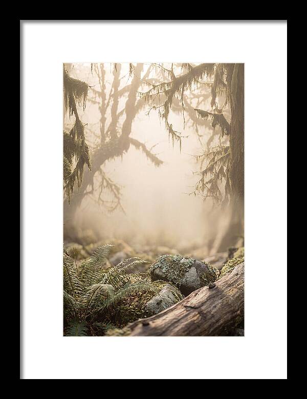 Misty Serenity Of Hoh Rainforest
