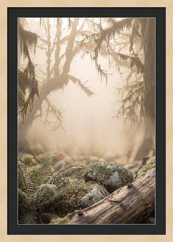 Misty Serenity Of Hoh Rainforest