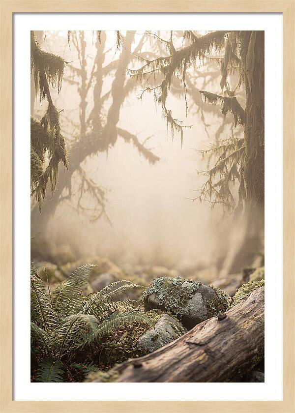 Misty Serenity Of Hoh Rainforest