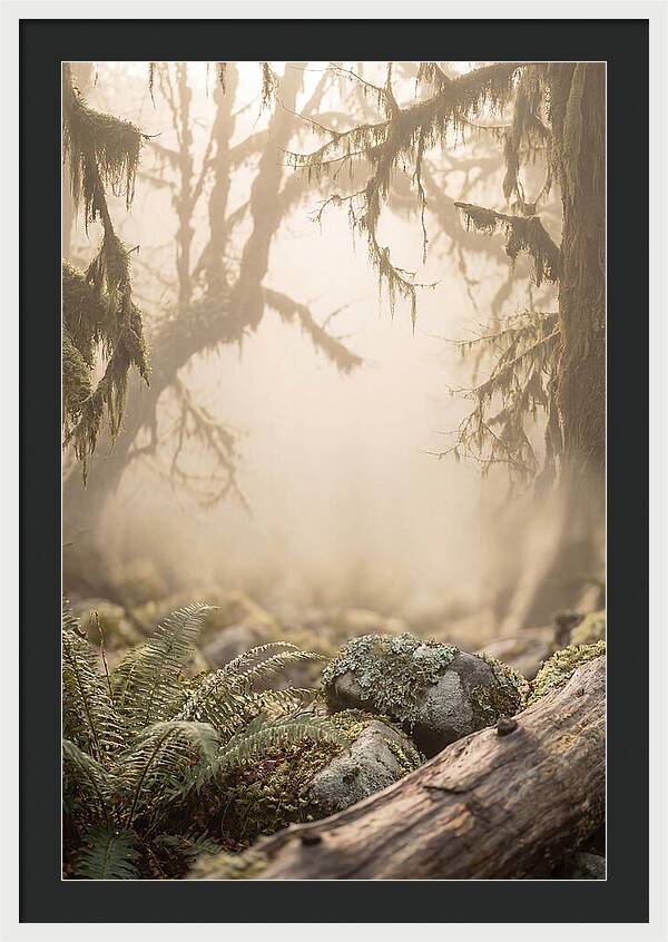 Misty Serenity Of Hoh Rainforest