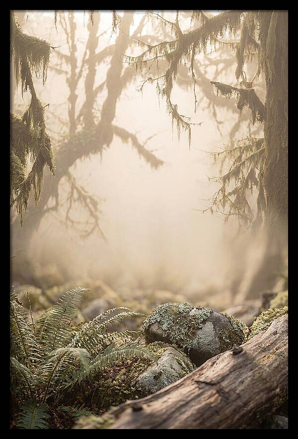 Misty Serenity Of Hoh Rainforest