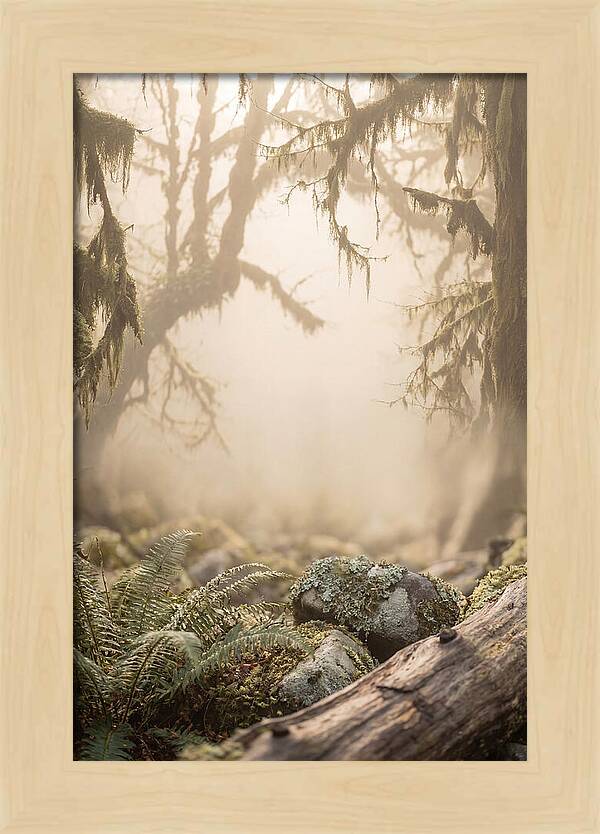 Misty Serenity Of Hoh Rainforest