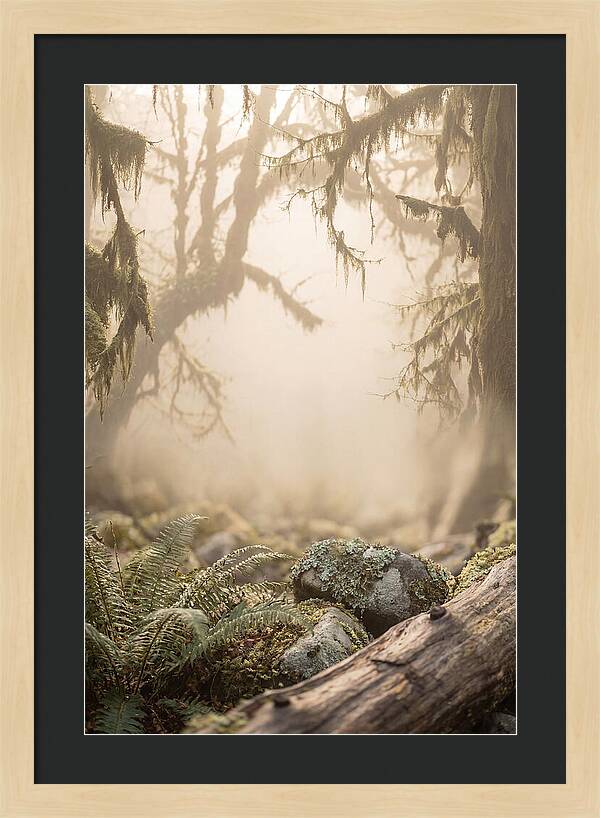 Misty Serenity Of Hoh Rainforest