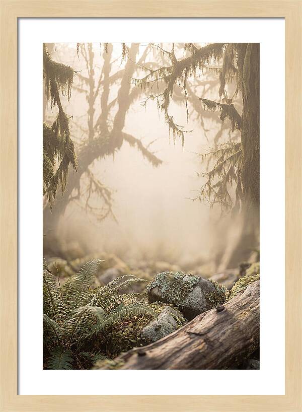 Misty Serenity Of Hoh Rainforest