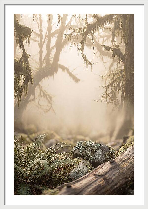 Misty Serenity Of Hoh Rainforest