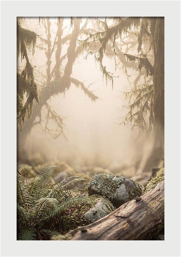 Misty Serenity Of Hoh Rainforest