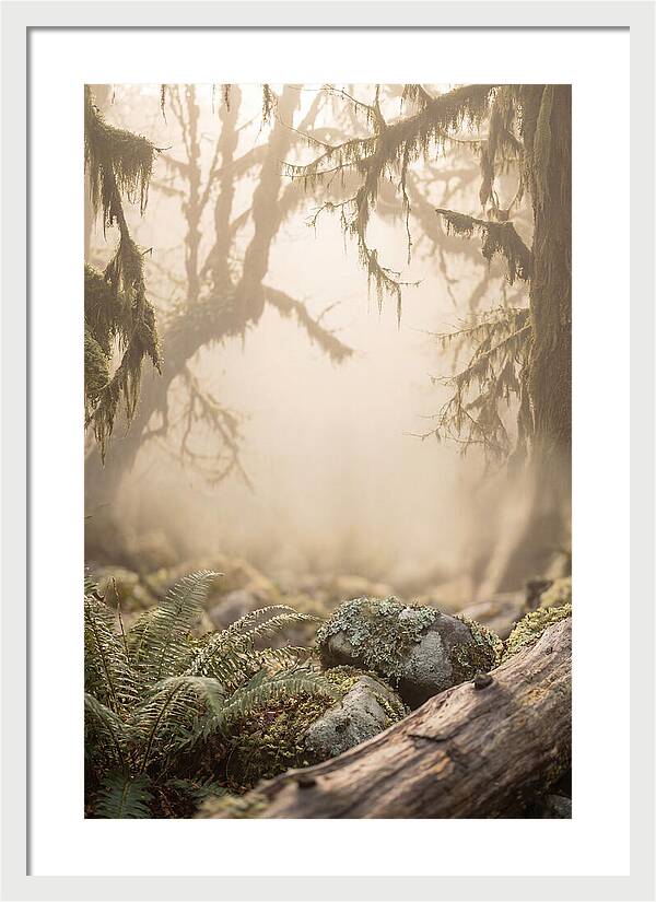 Misty Serenity Of Hoh Rainforest