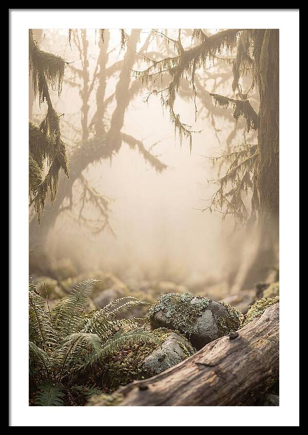 Misty Serenity Of Hoh Rainforest