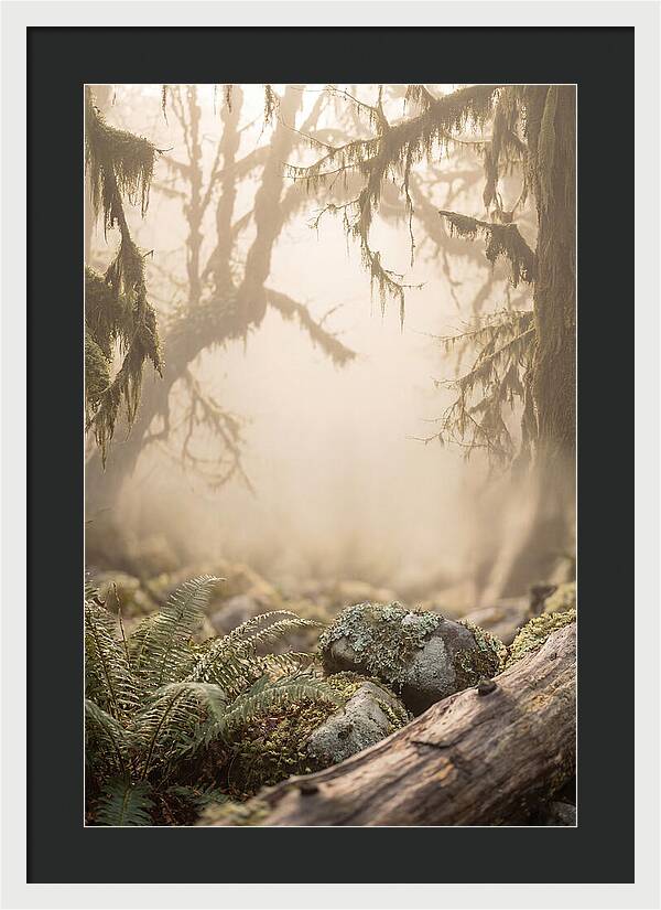 Misty Serenity Of Hoh Rainforest