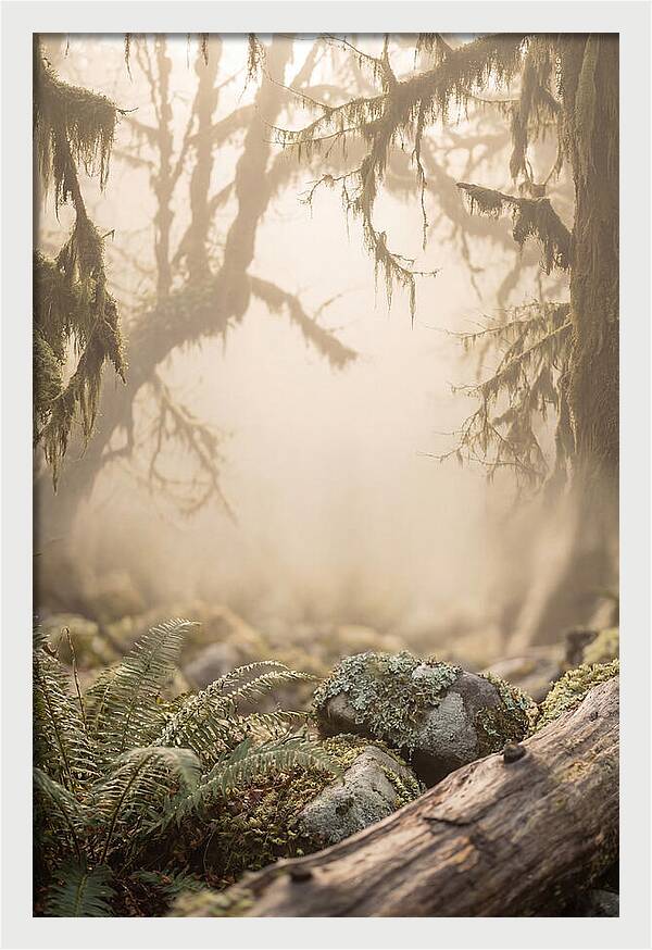 Misty Serenity Of Hoh Rainforest