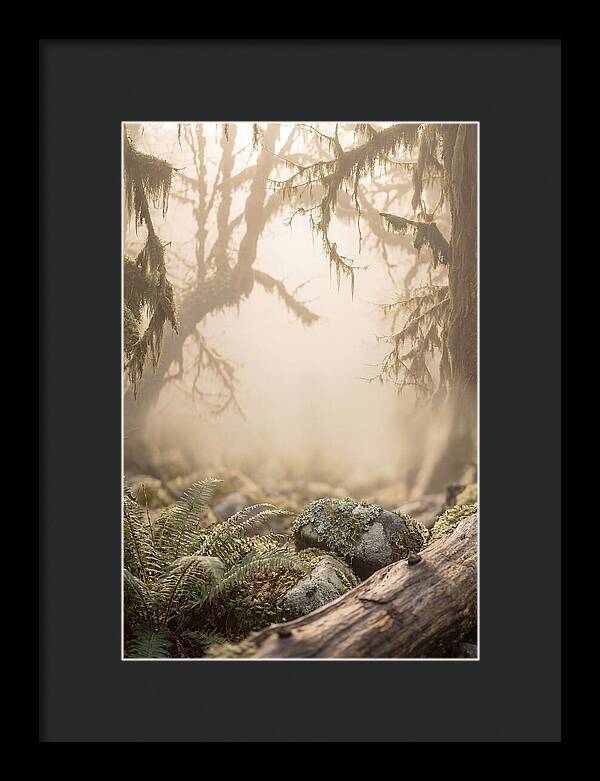 Misty Serenity Of Hoh Rainforest