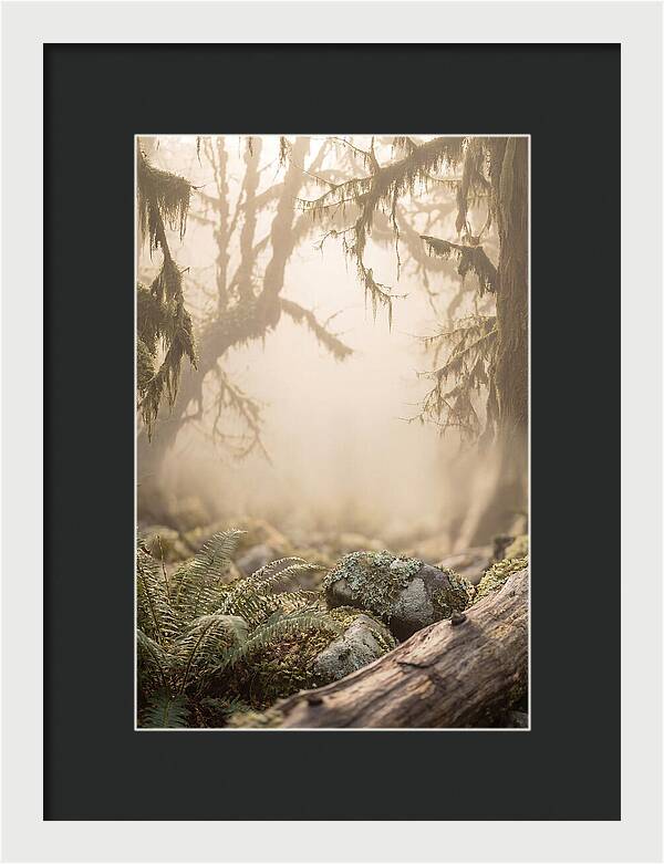 Misty Serenity Of Hoh Rainforest