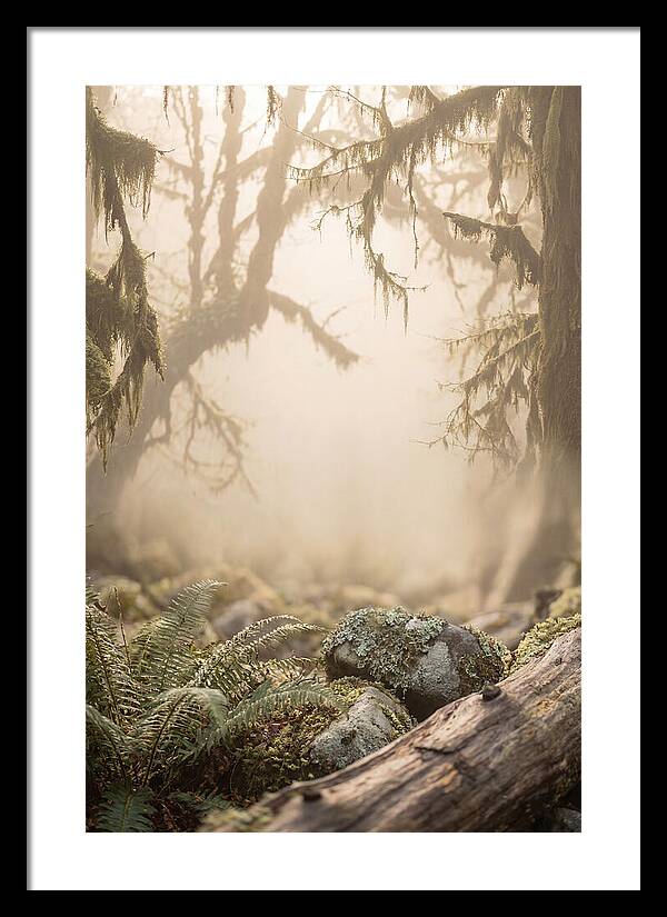 Misty Serenity Of Hoh Rainforest
