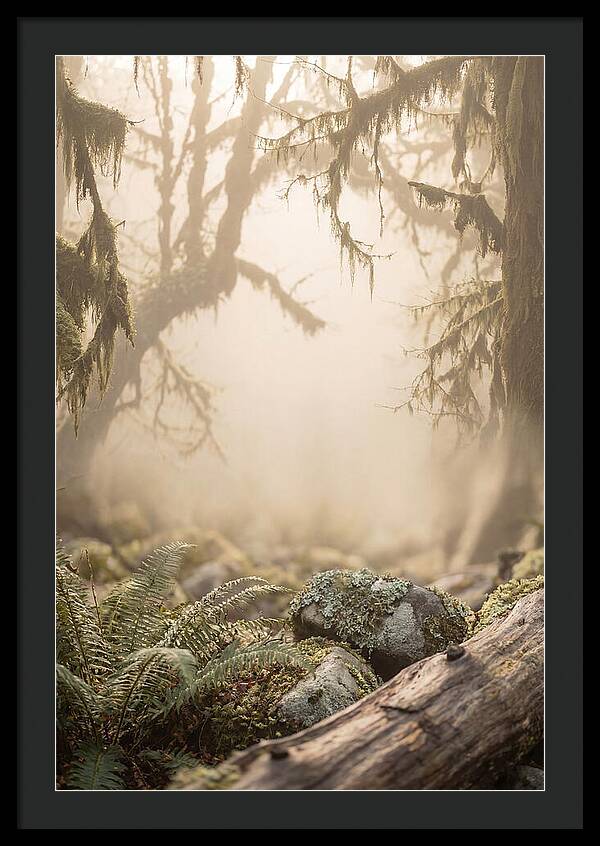 Misty Serenity Of Hoh Rainforest