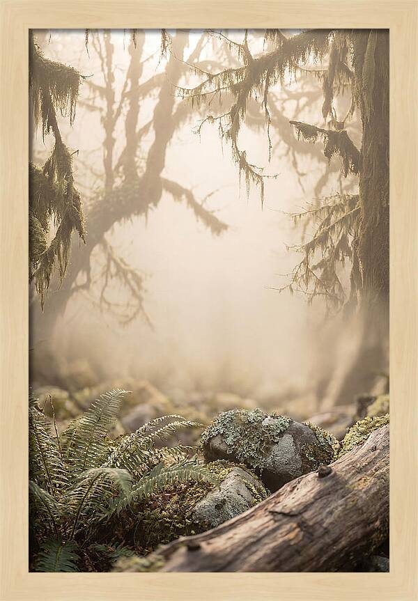 Misty Serenity Of Hoh Rainforest