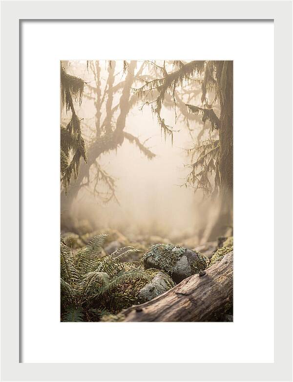 Misty Serenity Of Hoh Rainforest