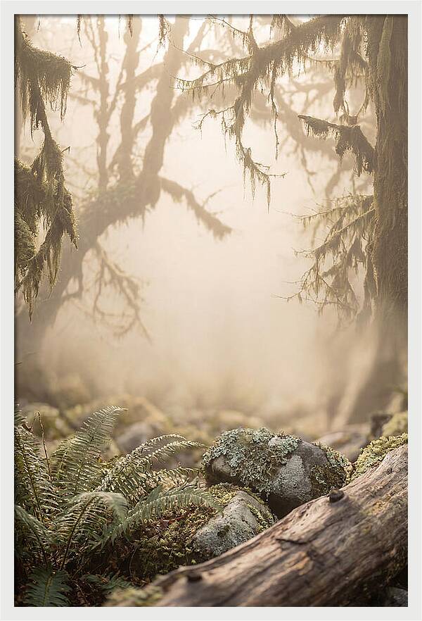 Misty Serenity Of Hoh Rainforest