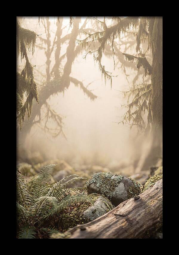 Misty Serenity Of Hoh Rainforest