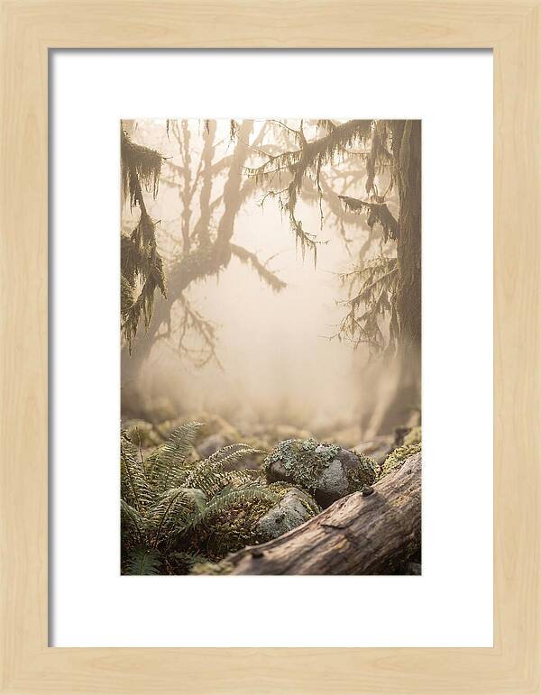 Misty Serenity Of Hoh Rainforest