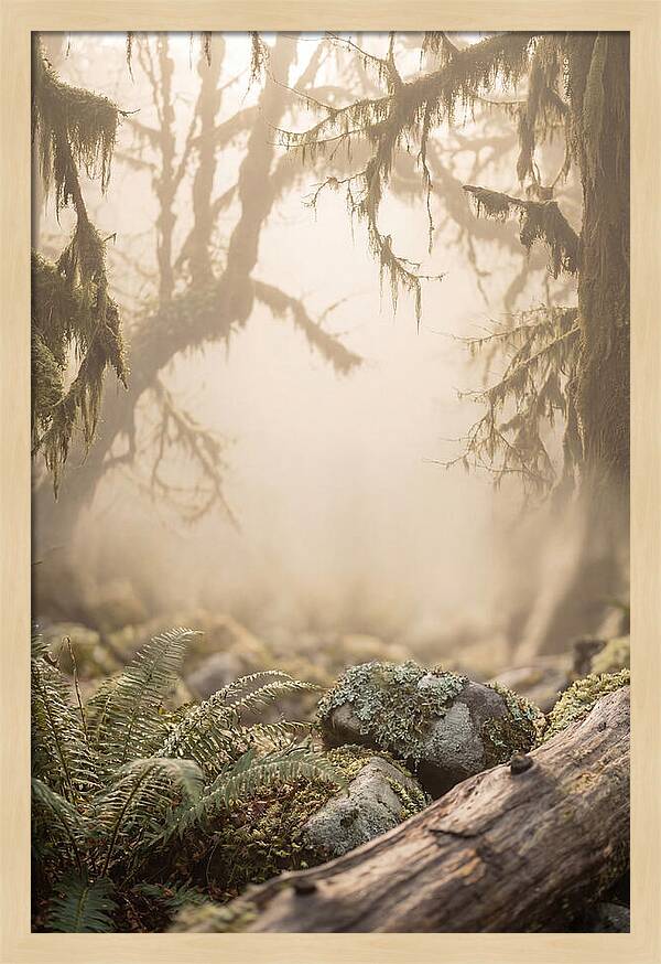 Misty Serenity Of Hoh Rainforest