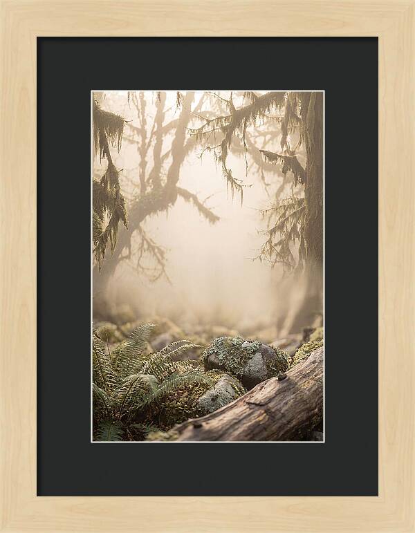 Misty Serenity Of Hoh Rainforest