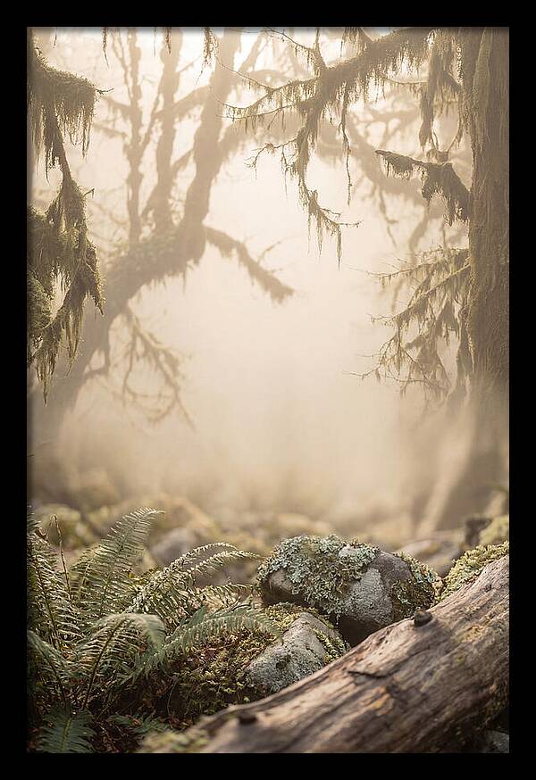 Misty Serenity Of Hoh Rainforest